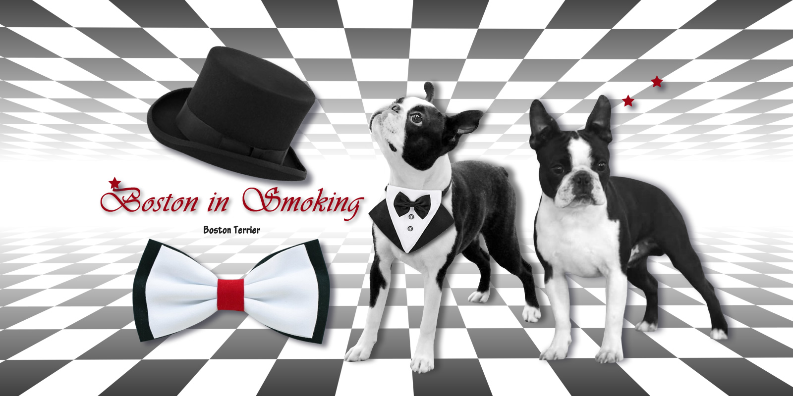 Allevamento Boston In Smoking - riconosciuto ENCI FCI per la selezione del Boston Terrier