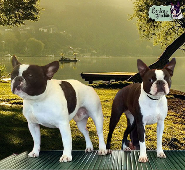 Boston Terrier vs Bouledogue Francese