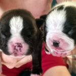 Cuccioli Boston Terrier 2025
