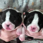 Cuccioli Boston Terrier 2025