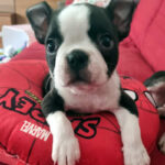 Cucciolo Boston Terrier - Luglio 2025