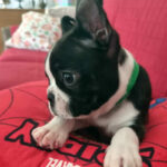 Cucciolo Boston Terrier - Luglio 2025