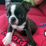 Cucciolo Boston Terrier - Luglio 2025
