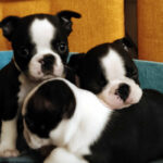 Cuccioli Boston Terrier - Boston In Smoking