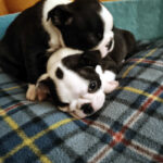Cuccioli Boston Terrier - Boston In Smoking