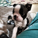 Cuccioli Boston Terrier - Boston In Smoking
