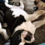 Cuccioli Boston Terrier - Boston In Smoking