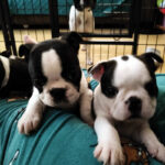 Cuccioli Boston Terrier - Boston In Smoking