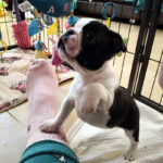 Cuccioli Boston Terrier - Boston In Smoking