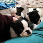 Cuccioli Boston Terrier - Boston In Smoking