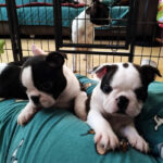 Cuccioli Boston Terrier - Boston In Smoking