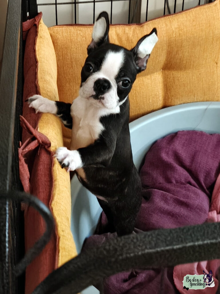 Cuccioli Boston Terrier - Boston In Smoking