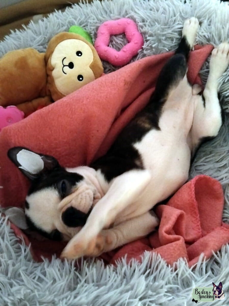 Cuccioli Boston Terrier - Boston In Smoking
