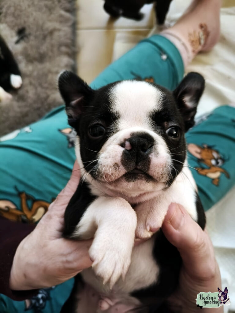 Cuccioli Boston Terrier - Boston In Smoking