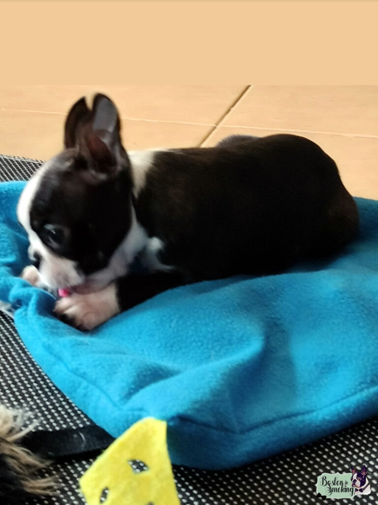Cuccioli Boston Terrier - Boston In Smoking
