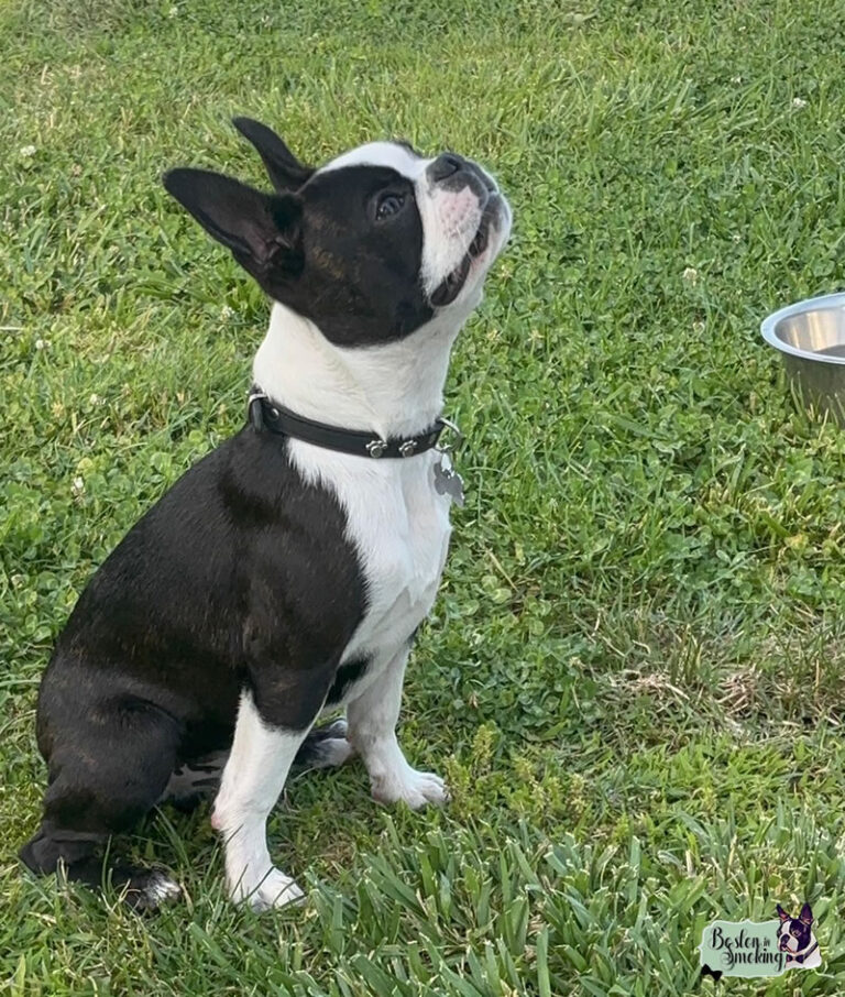 Cuccioli Boston Terrier - Boston In Smoking