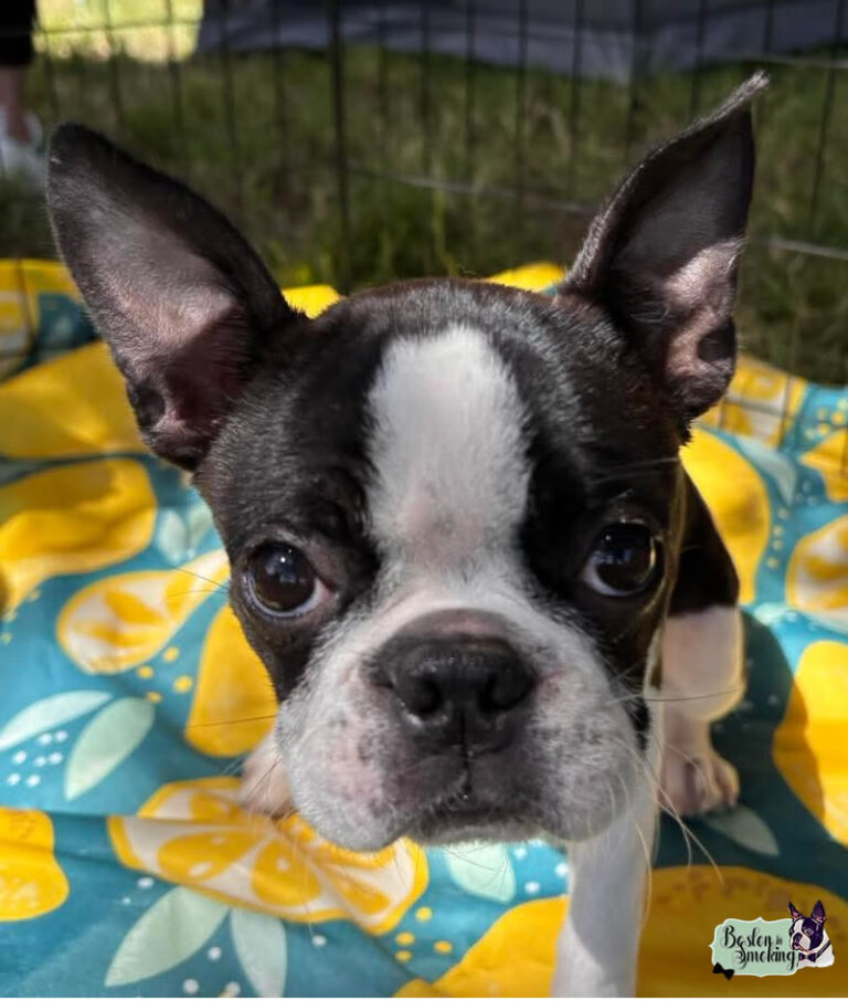 Cuccioli Boston Terrier - Boston In Smoking