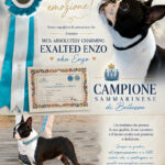 MultiCh. Absolutely Charming Exalted Enzo