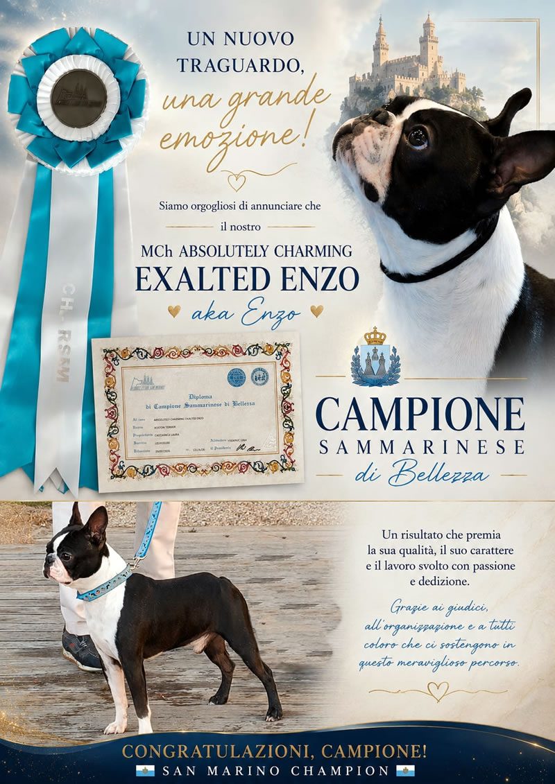 MultiCh. Absolutely Charming Exalted Enzo